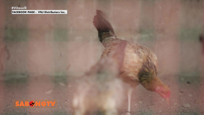 Mga Payo ni Doc Nilo Magtibay sa mga Dapat Gawin sa Pagpapalahi Tunghayan sa Kaalaman from Vet ni Juan August 9, 2025